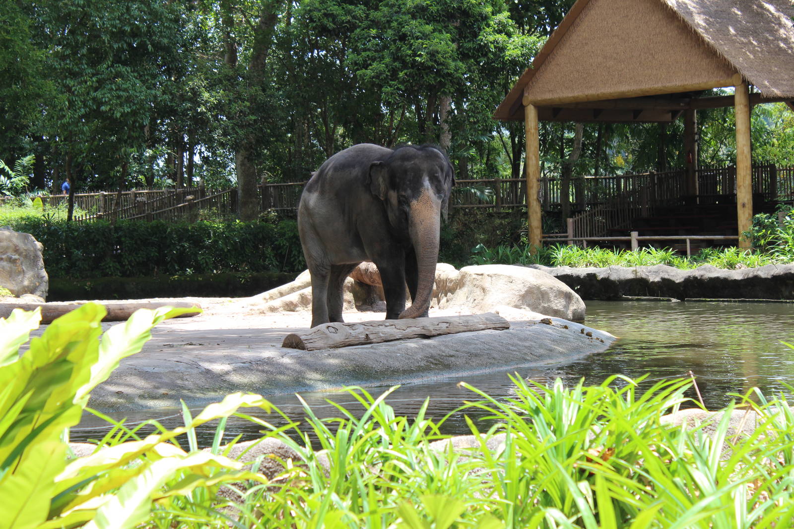 Elephant Enclosure