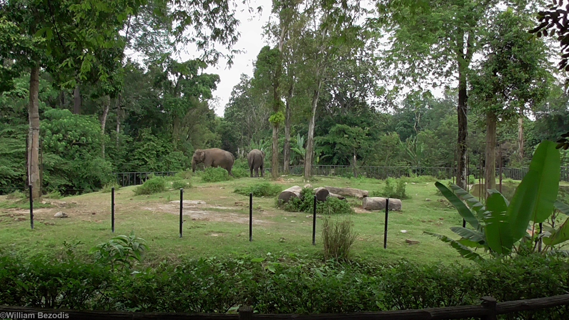 Elephant Enclosure