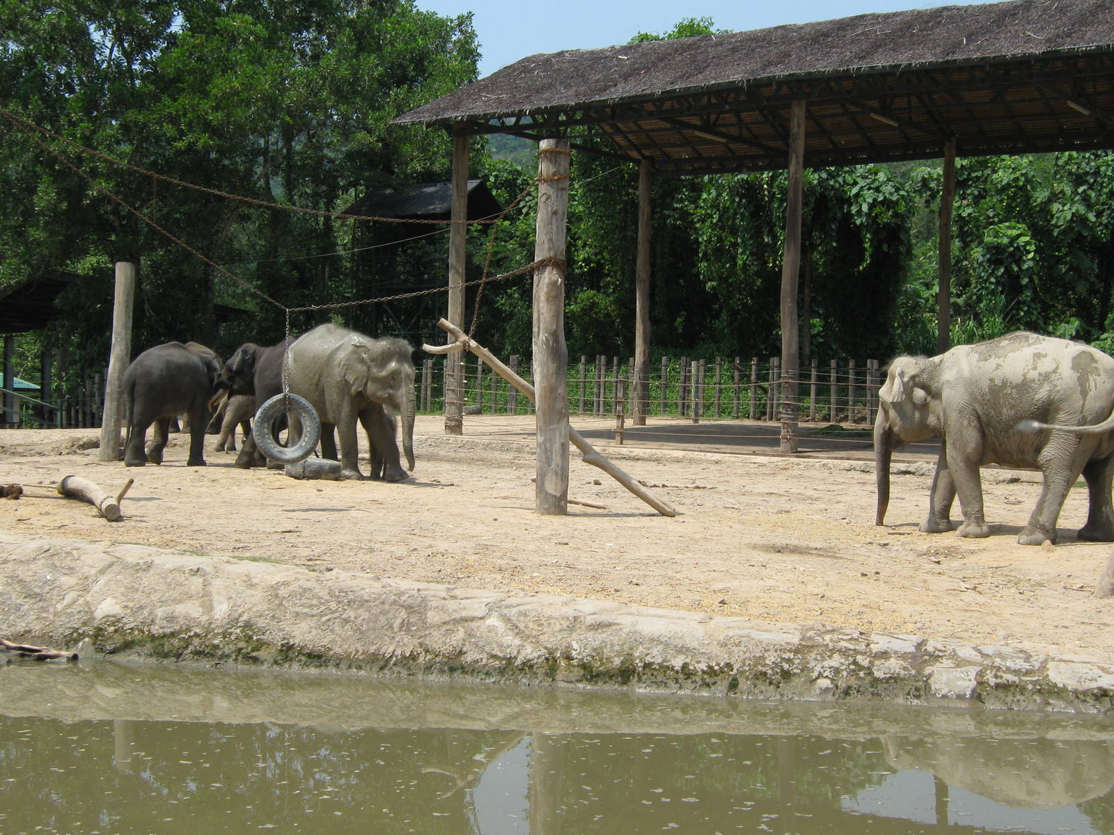 elephant enclosure
