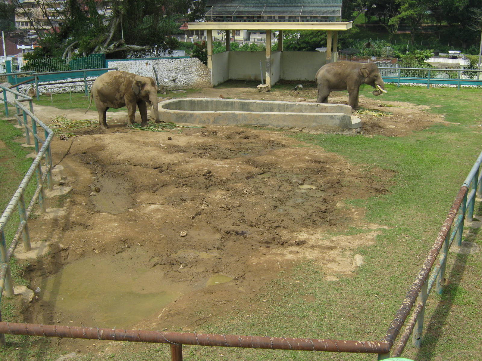 elephant enclosure