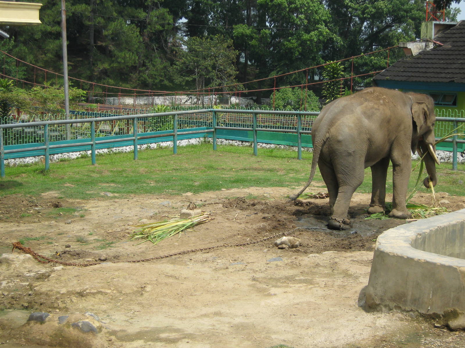 elephant enclosure