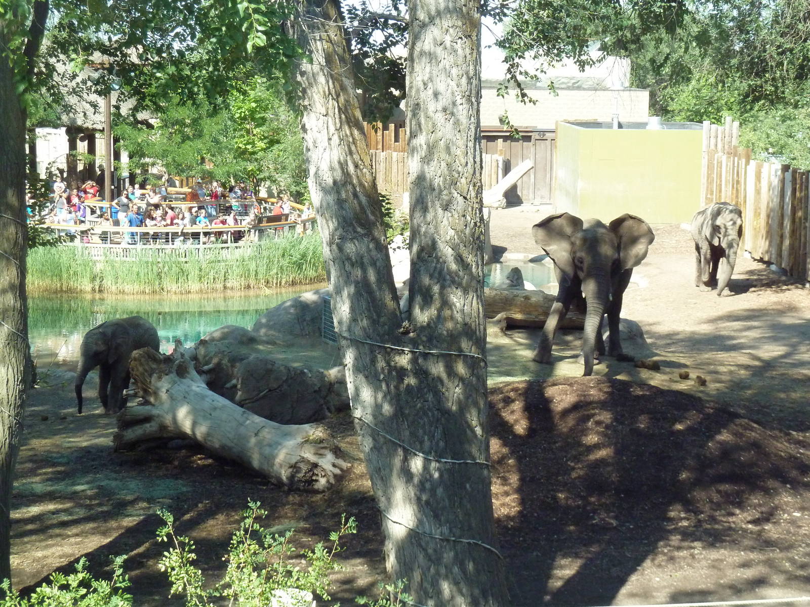 Elephant Encounter - A Trio of Elephants