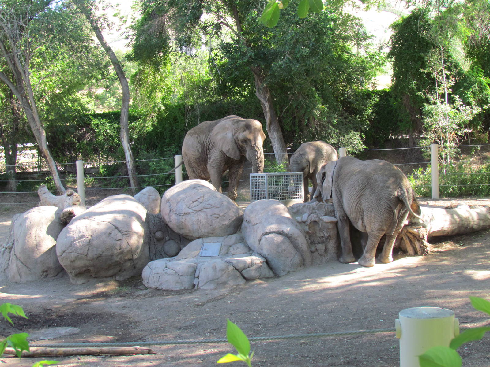 Elephant Encounter - African Bush Elephants