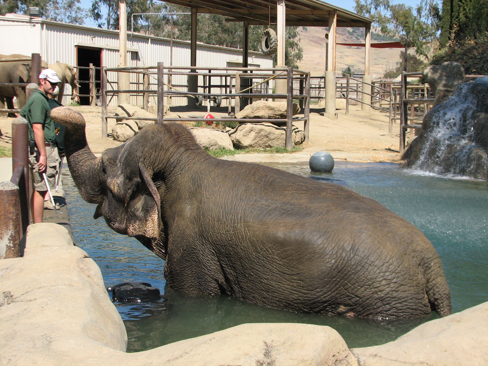Elephant Encounter - Asian Elephant