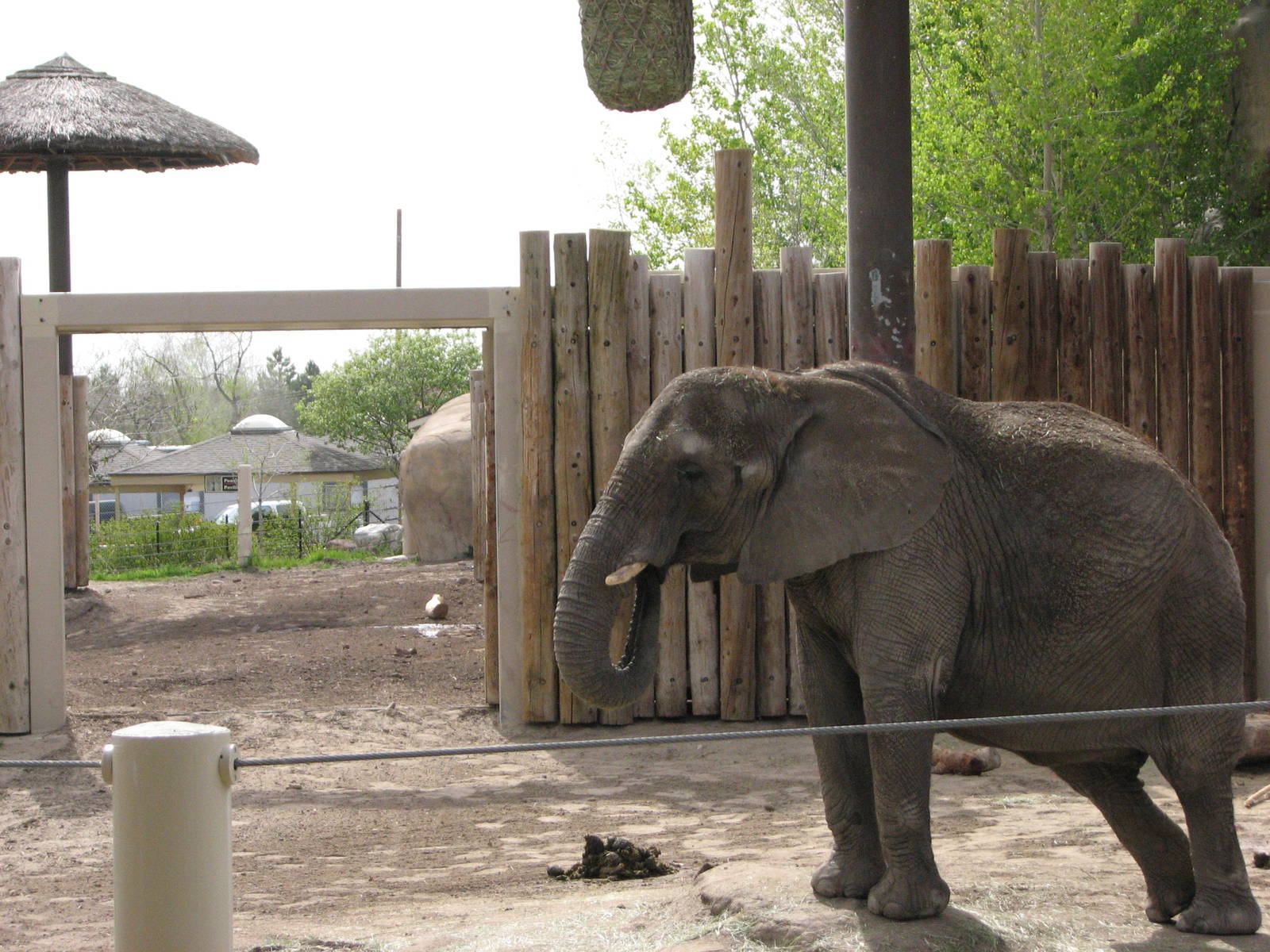 Elephant Encounter - Central and West Yards