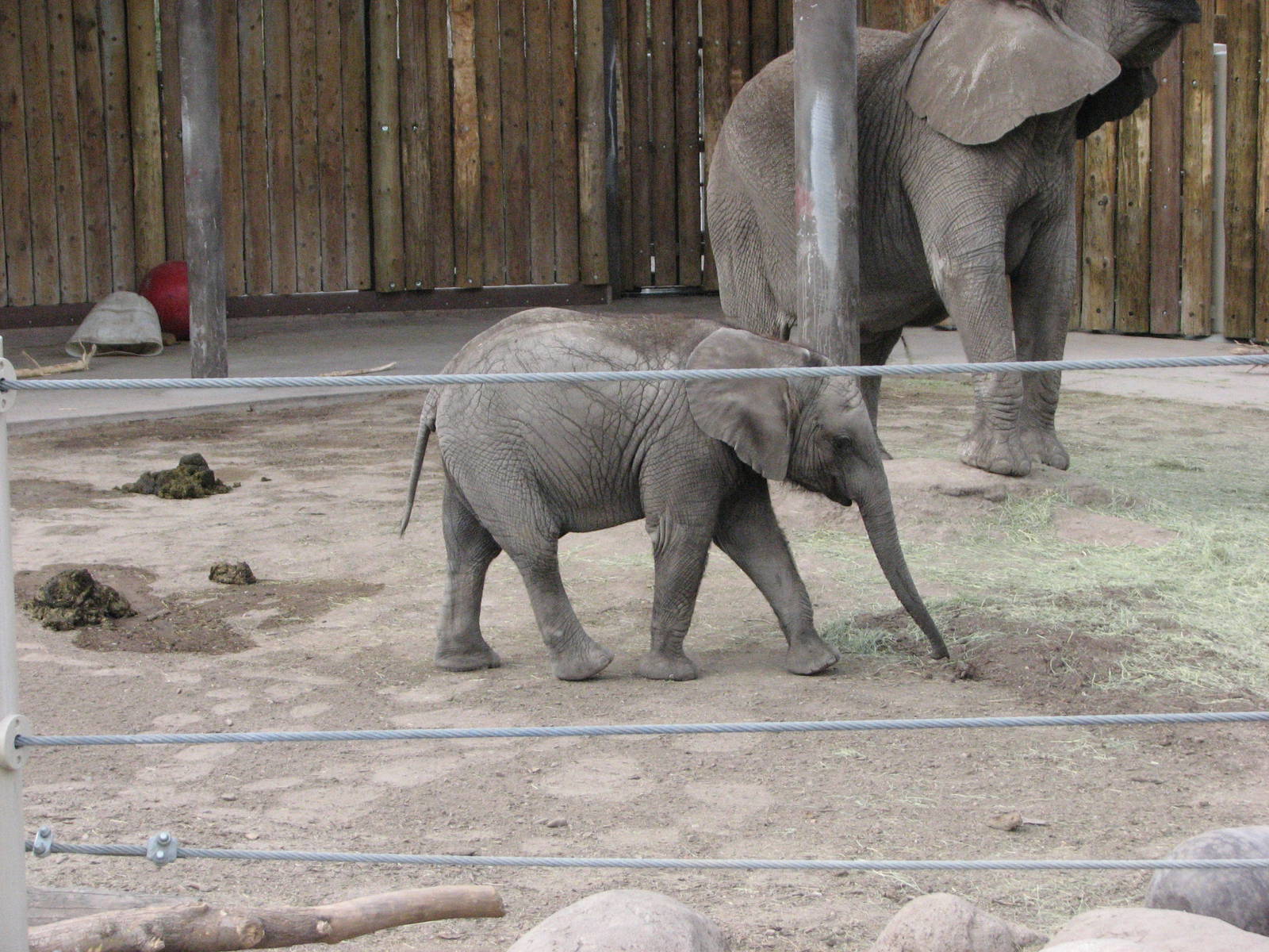 Elephant Encounter - Central Yard