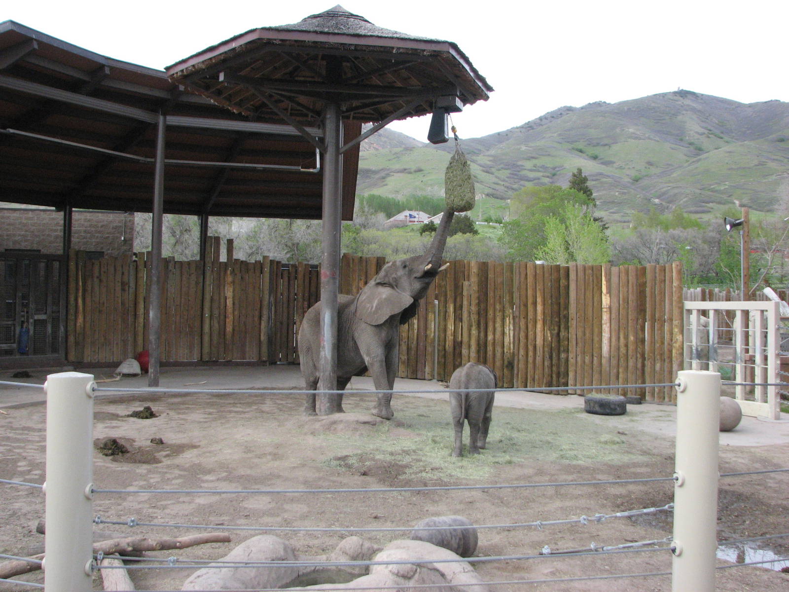 Elephant Encounter - Central Yard