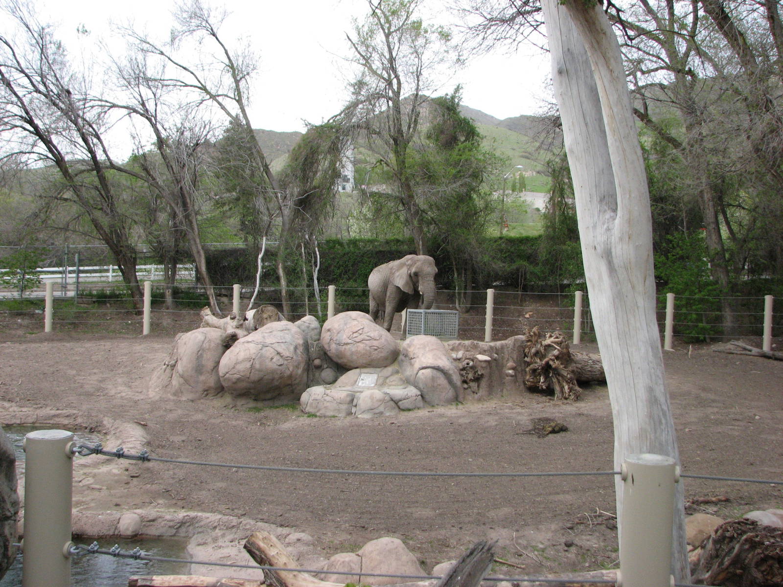 Elephant Encounter - East Yard