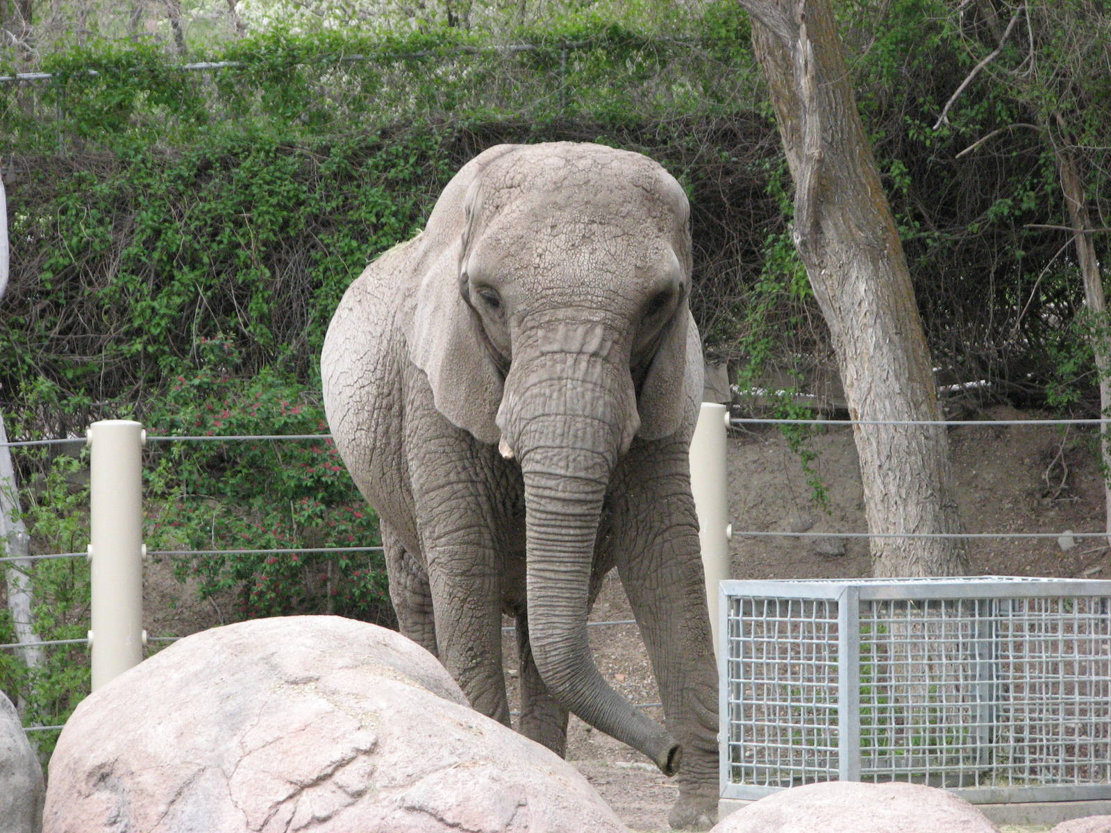 Elephant Encounter - East Yard