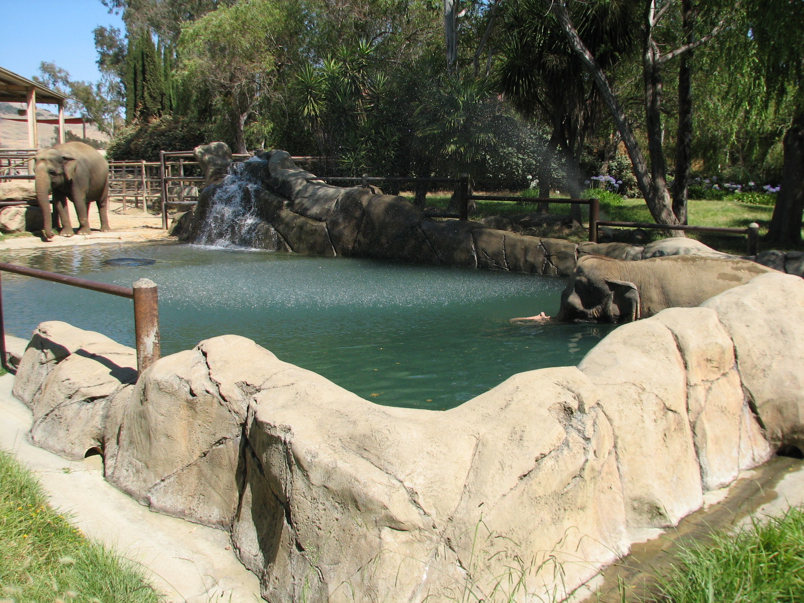 Elephant Encounter - Exhibit Pool