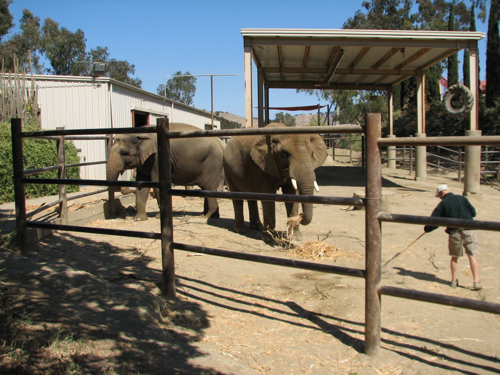 Elephant Encounter - Exhibit