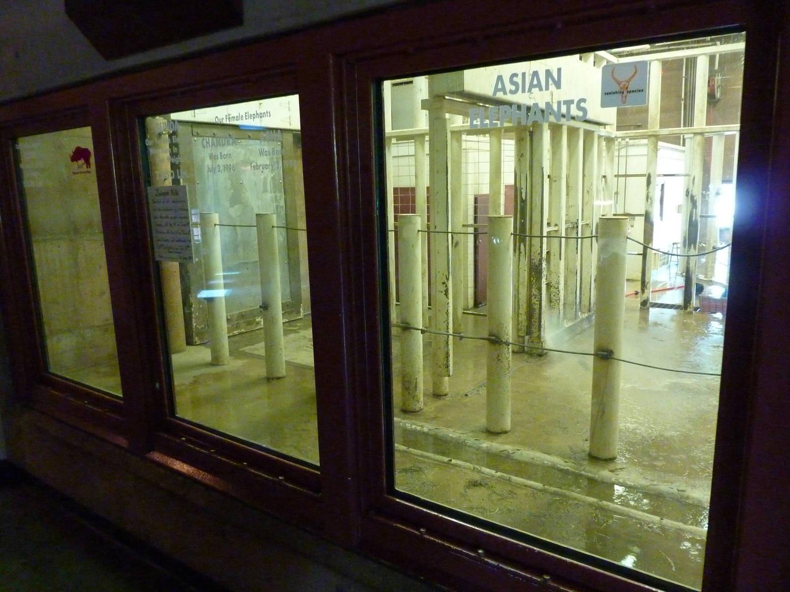 Elephant Encounter - Indoor Viewing Area