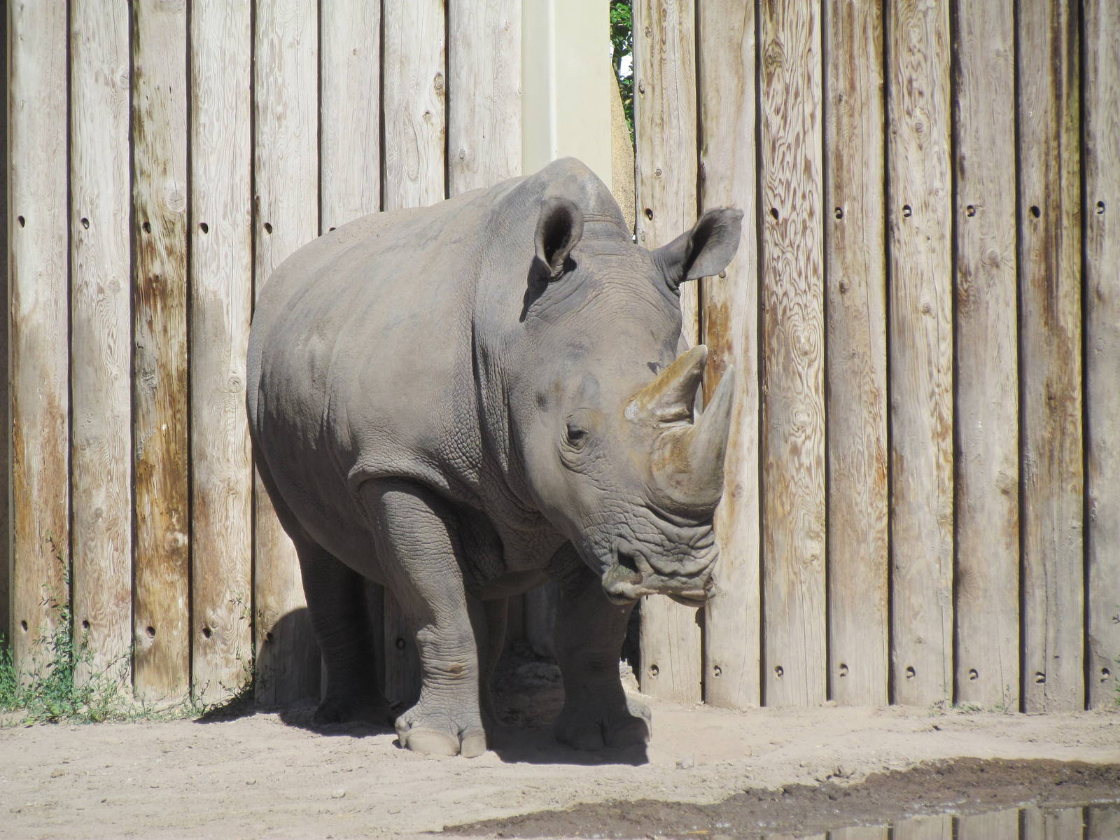 Elephant Encounter - Southern White Rhinoceros