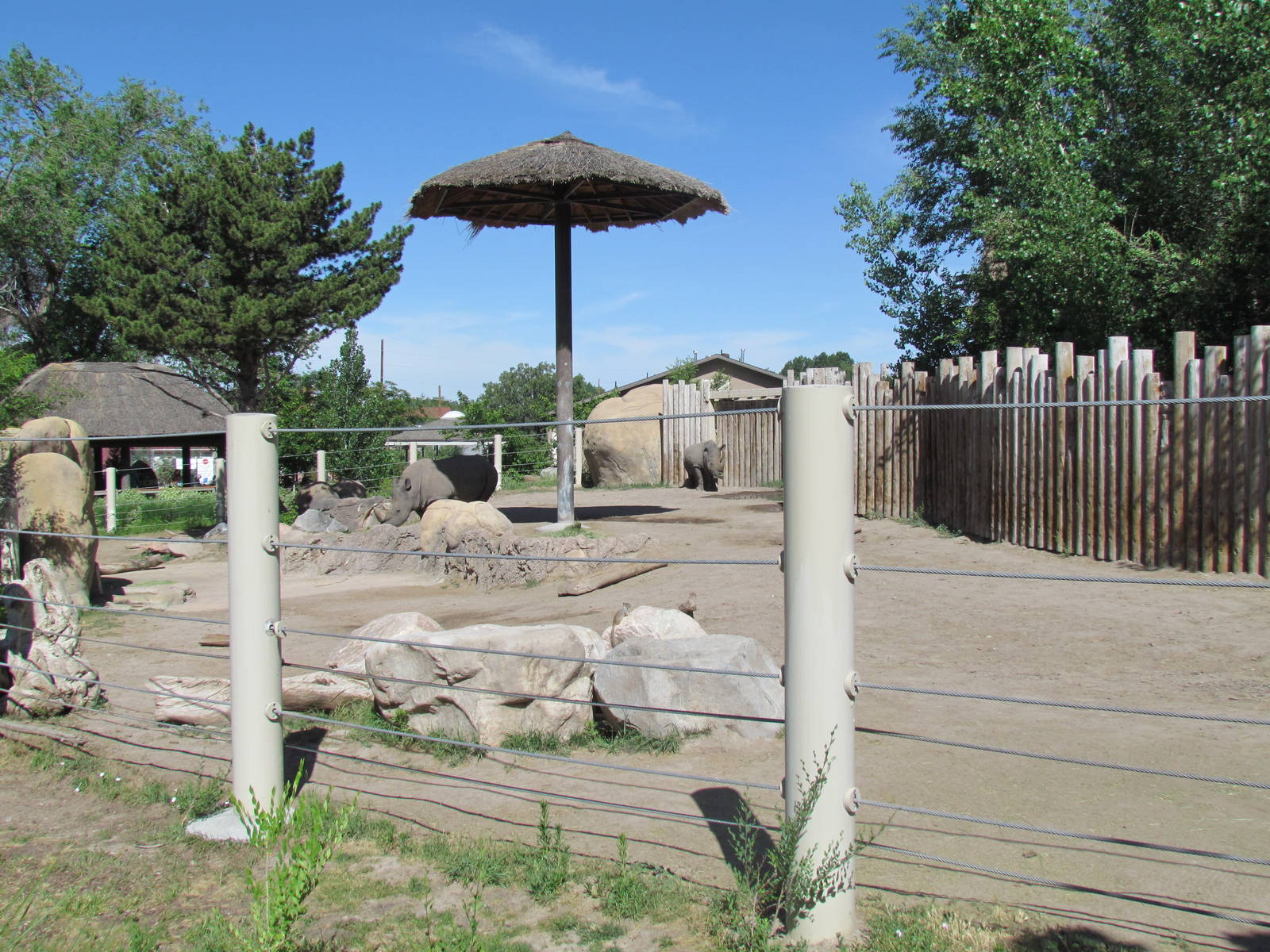 Elephant Encounter - Southern White Rhinoceros