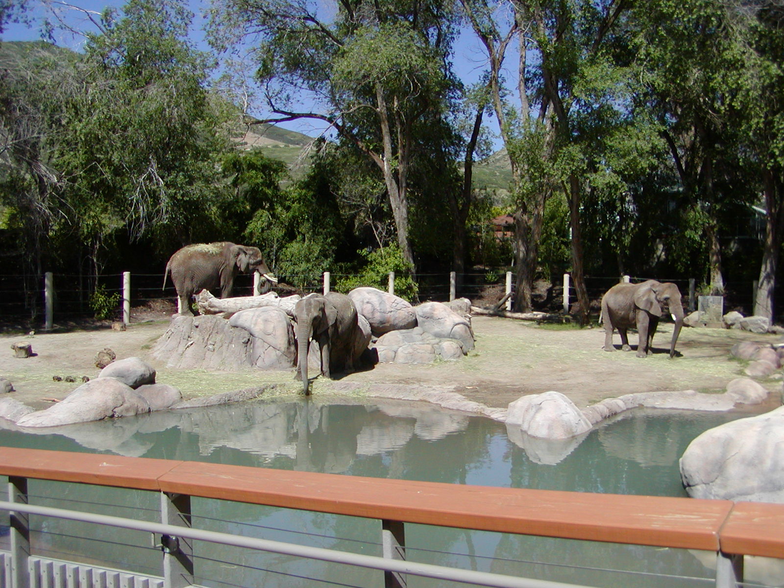 Elephant Encounter - Utah's Hogle Zoo