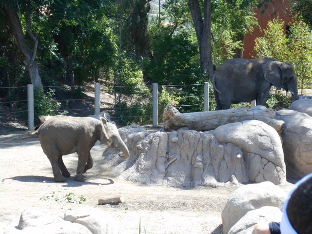 Elephant Encounter