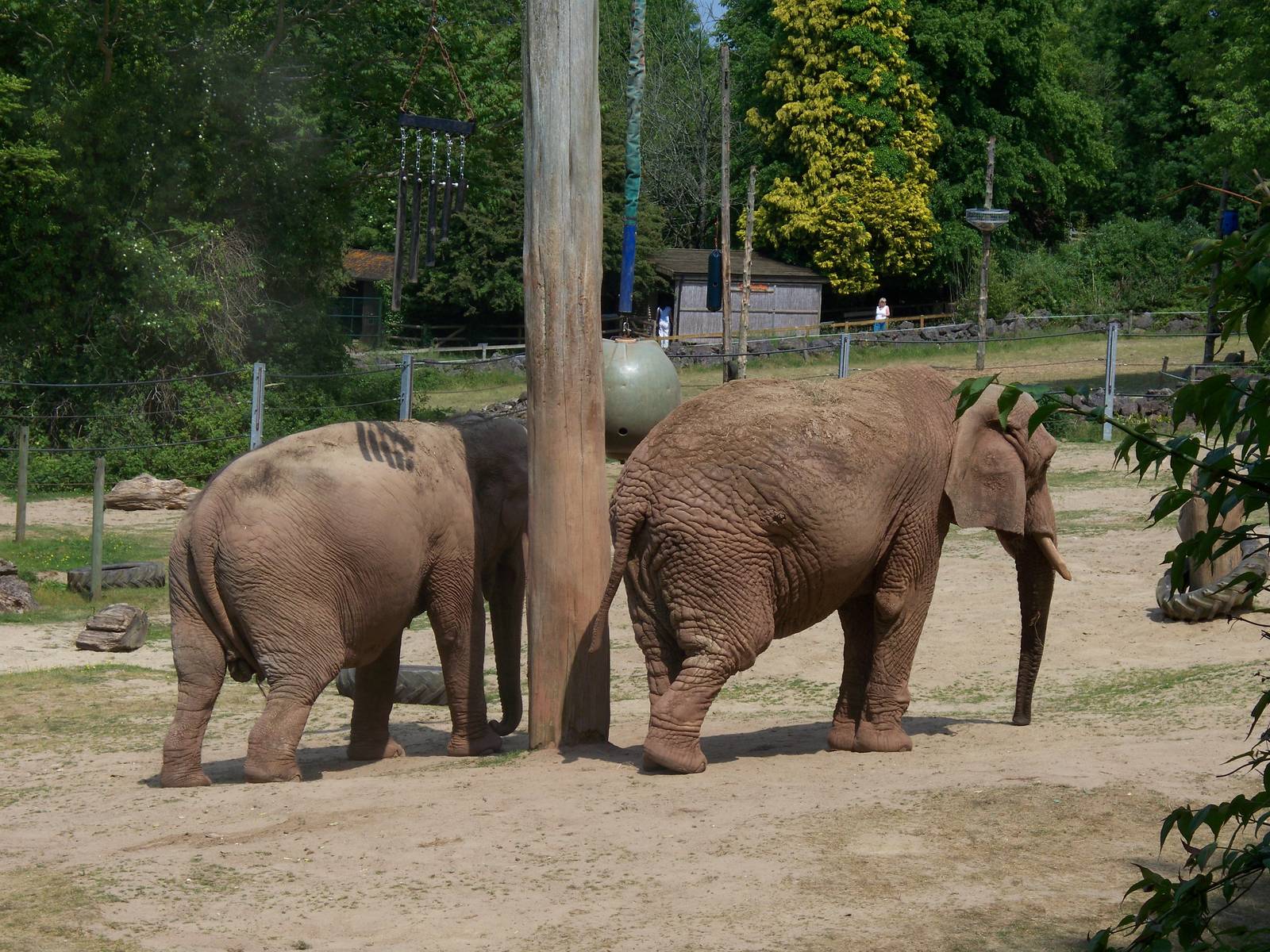 Elephant Enrichment