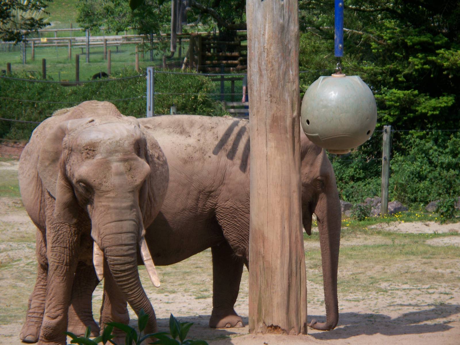 Elephant Enrichment