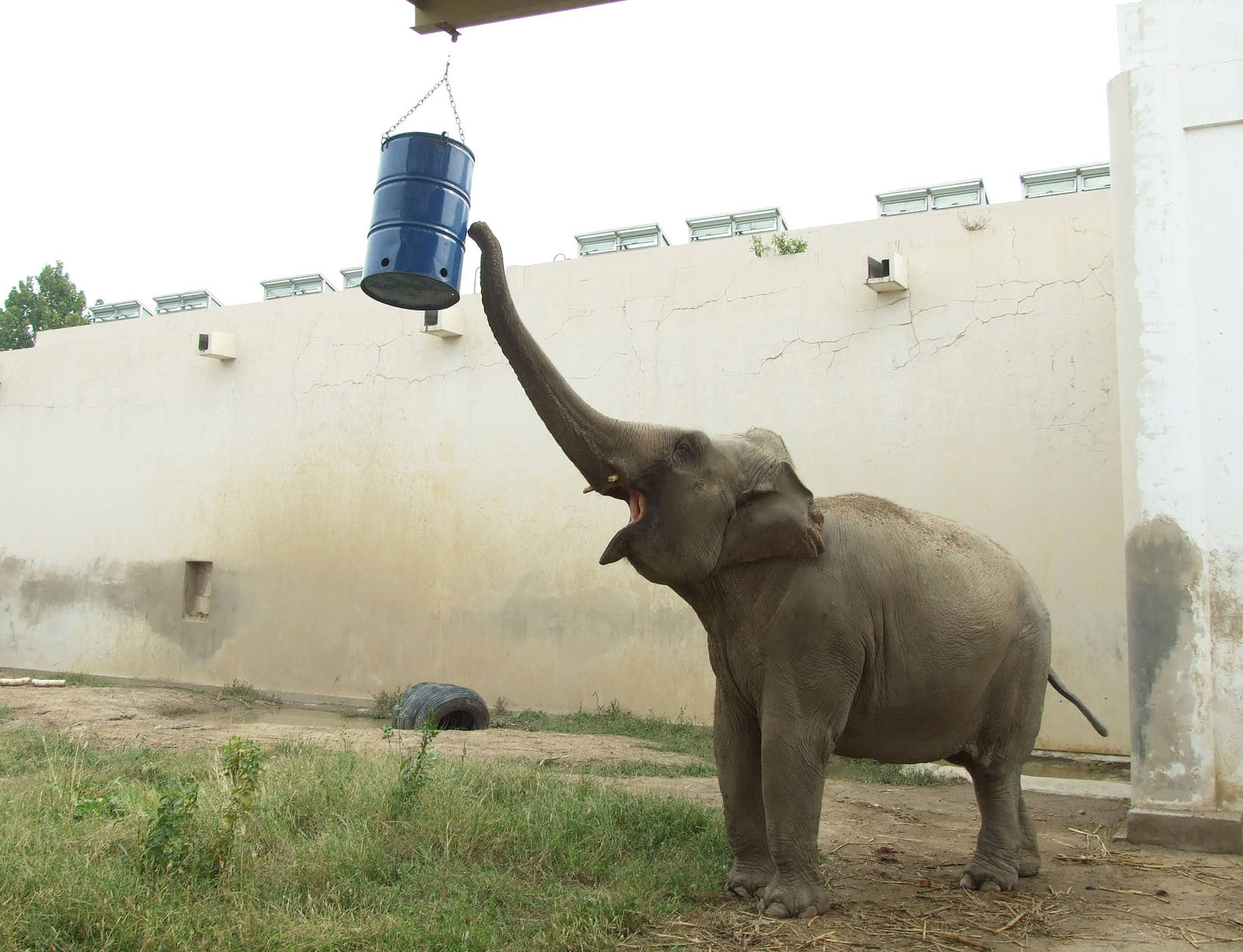 Elephant enrichment