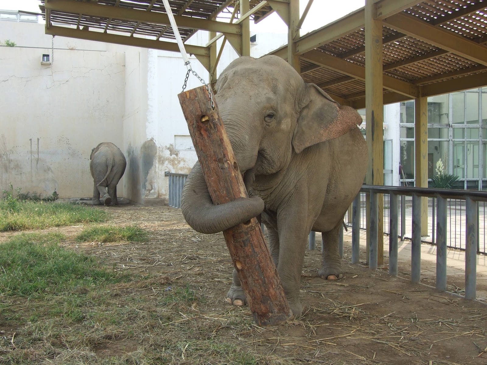 Elephant enrichment