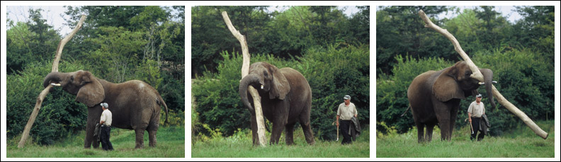 elephant enrichment?