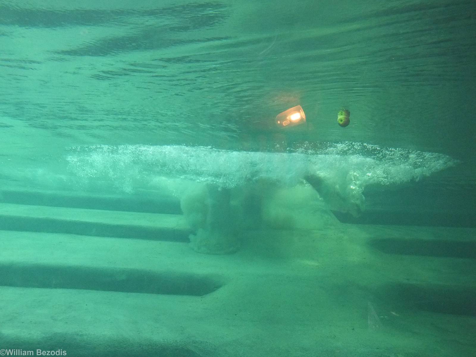 Elephant Entering the Water