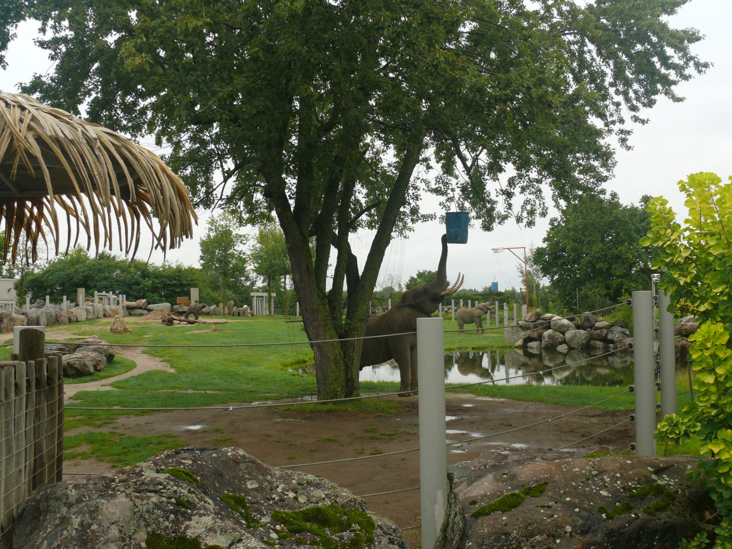 Elephant exhibit - 24-08-2020