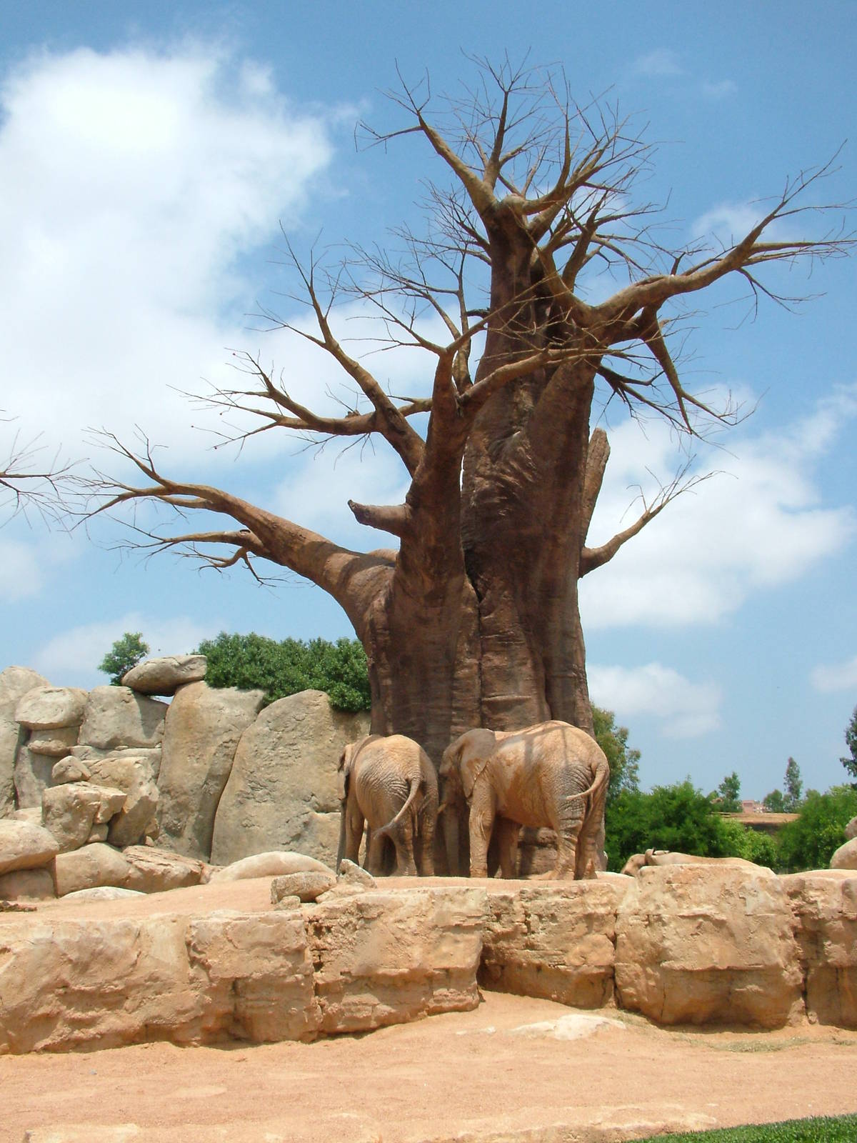 Elephant Exhibit at Bioparc Valencia, 28/05/11