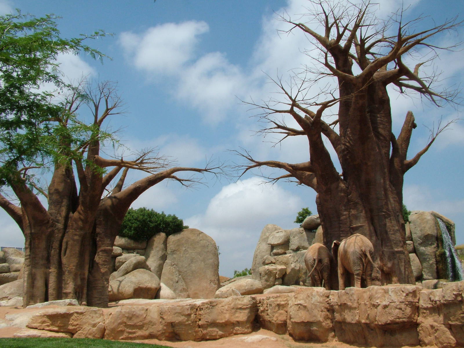 Elephant Exhibit at Bioparc Valencia, 28/05/11