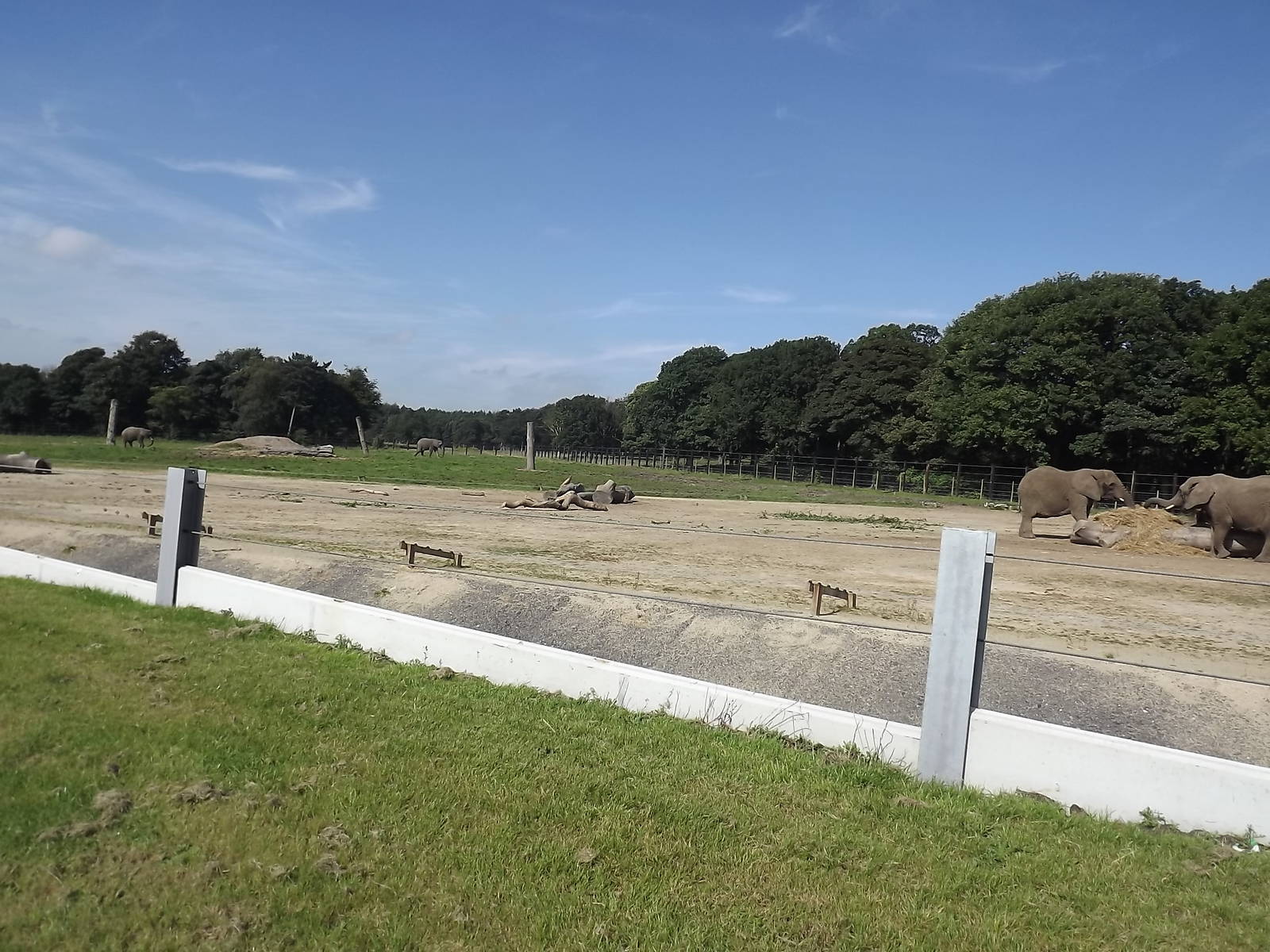 Elephant exhibit at Knowsley Safari Park 08/09/12