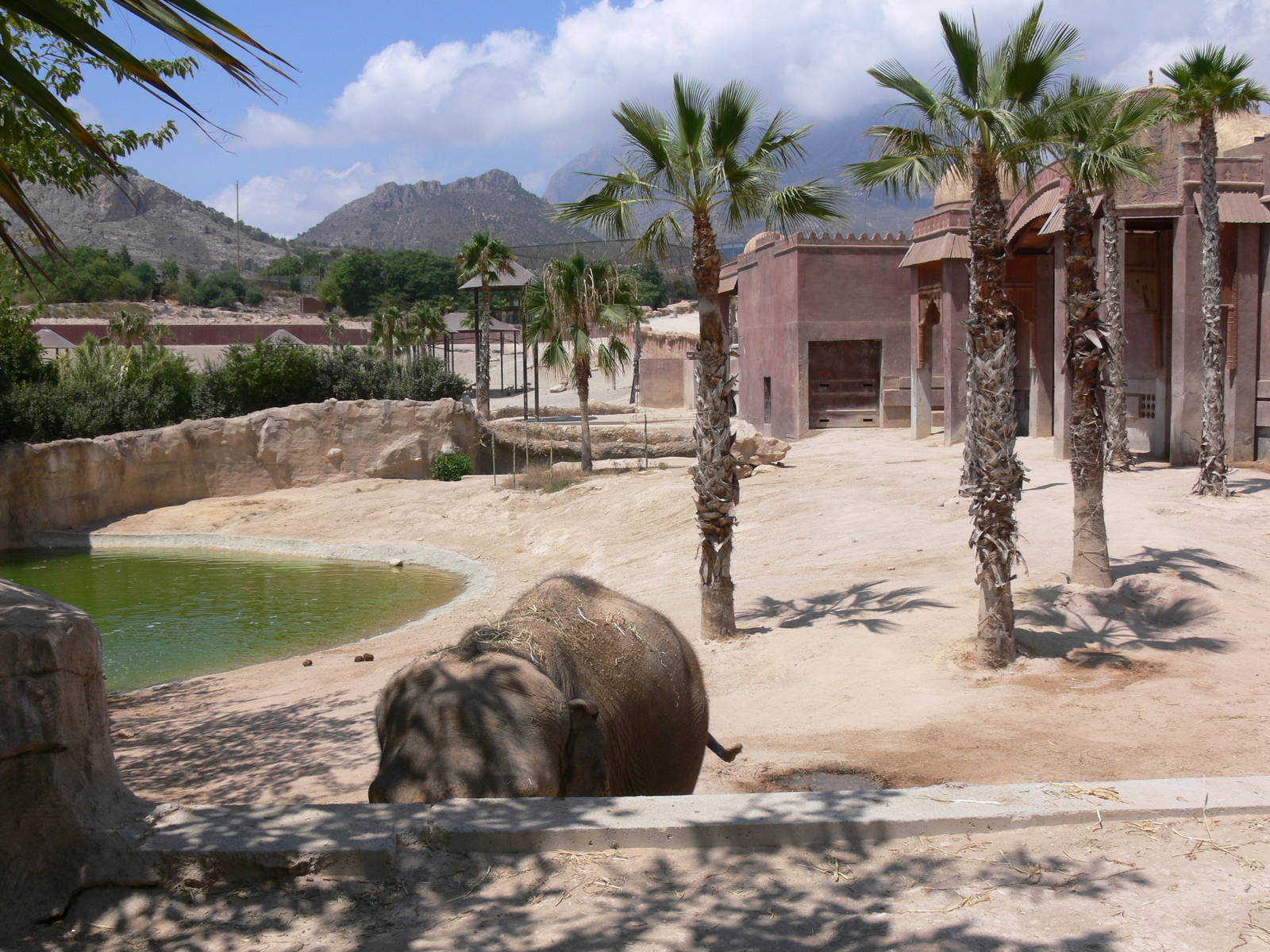 Elephant Exhibit at Terra Natura, 03/08/14
