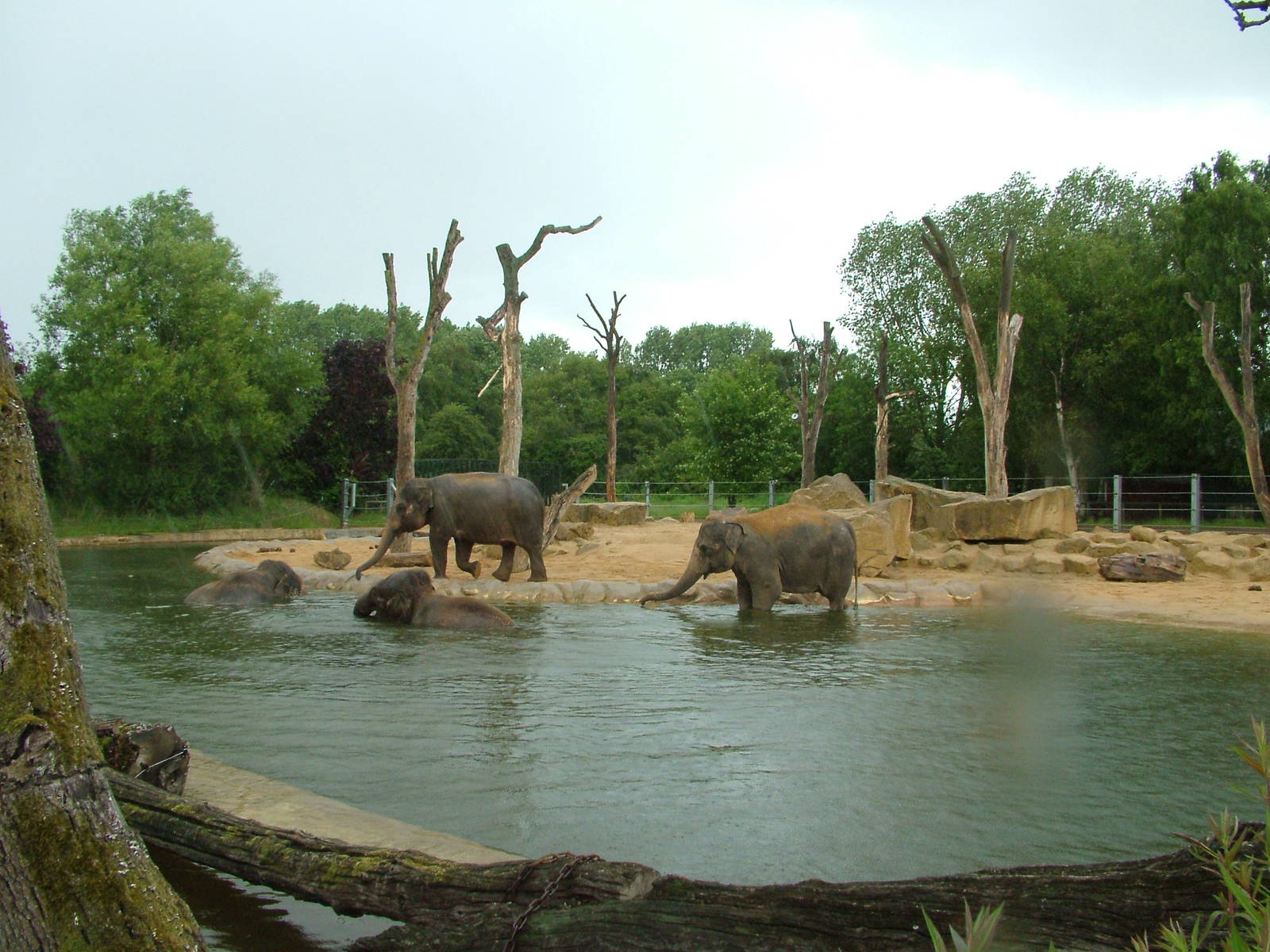 Elephant Exhibit at Twycross, 18/06/11