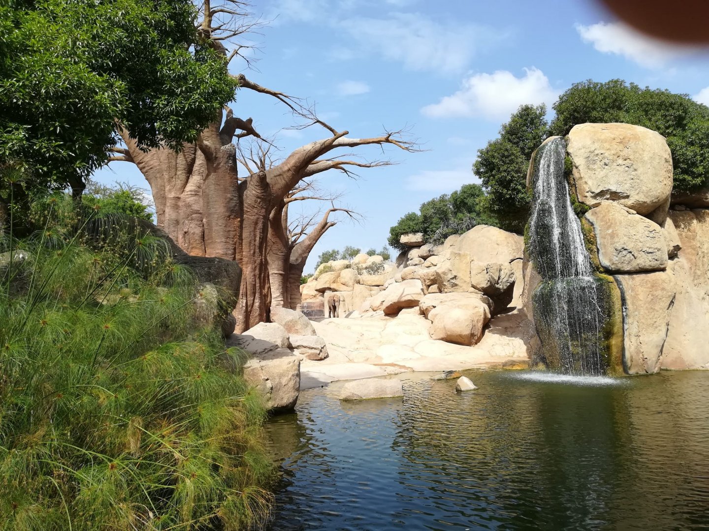 Elephant exhibit -Bioparc Valencia (Summer 2017)