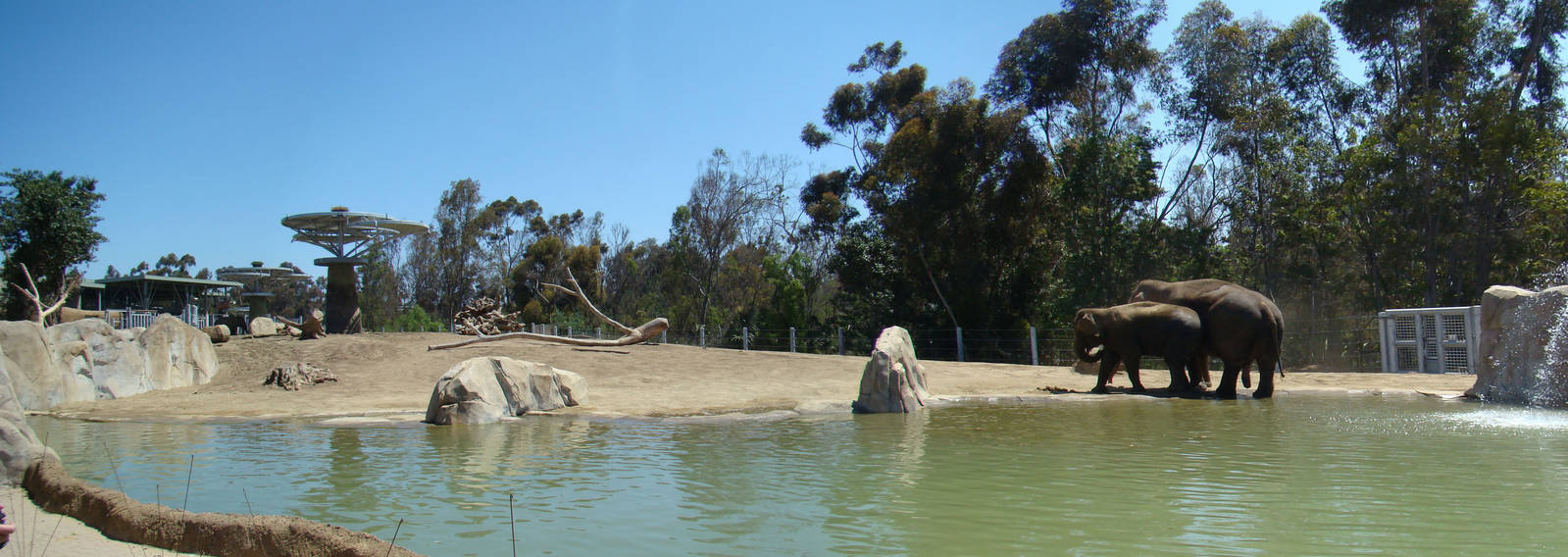 Elephant exhibit panorama