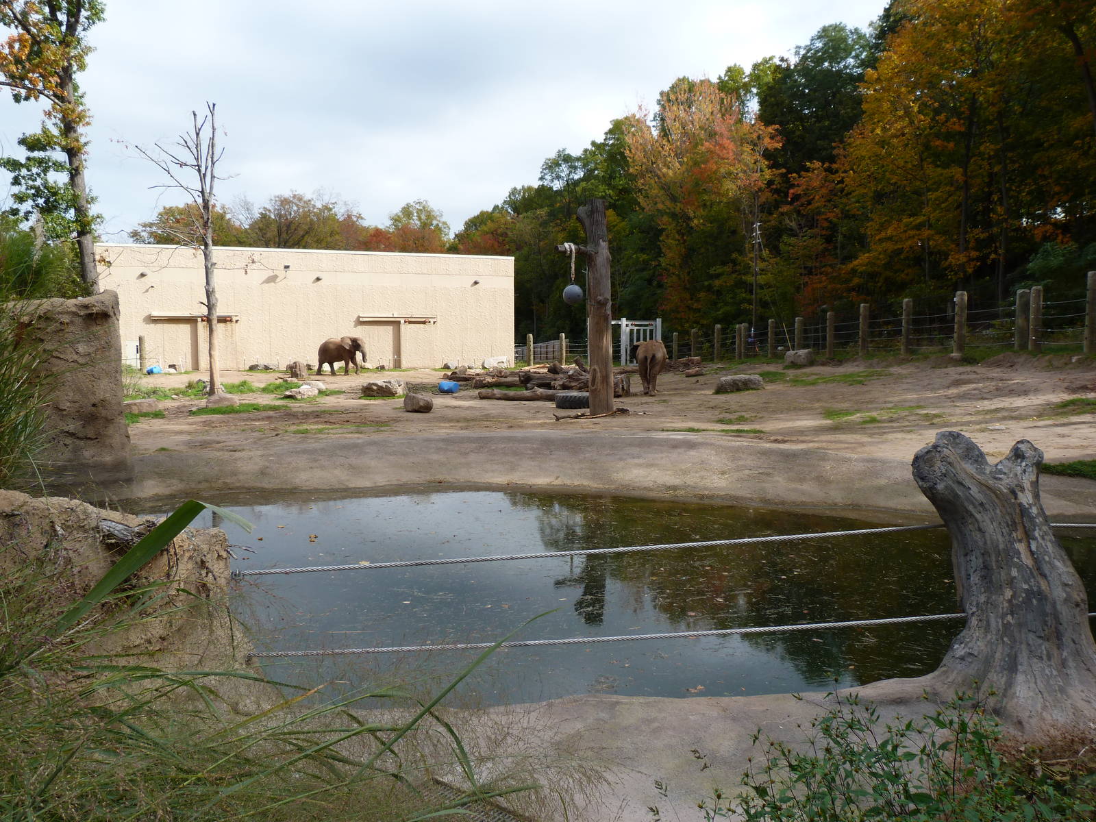 Elephant Exhibit