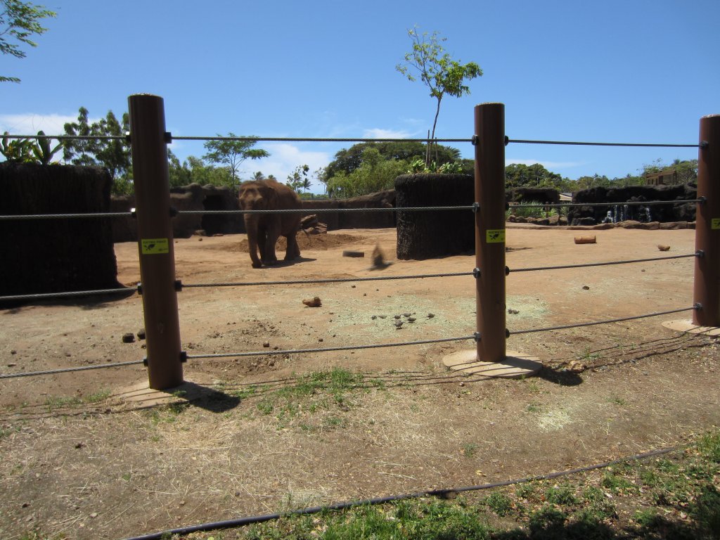 Elephant exhibit