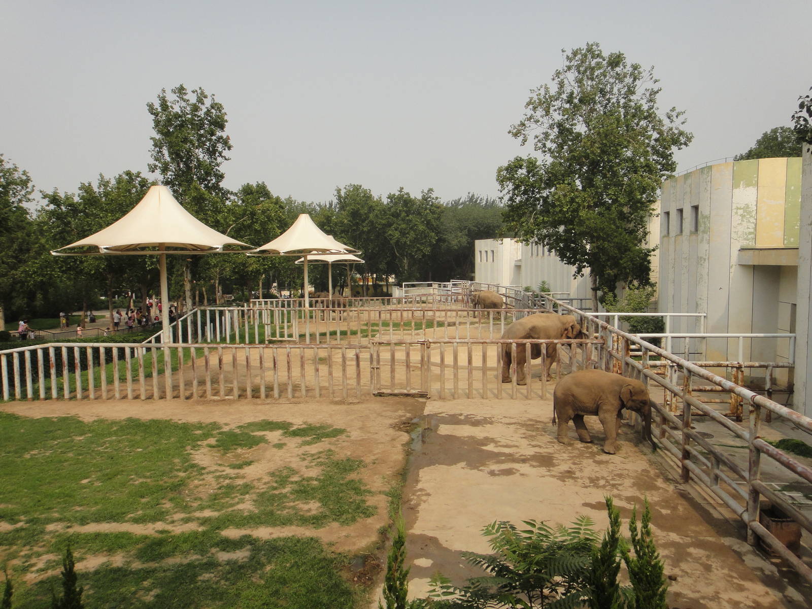 Elephant exhibit