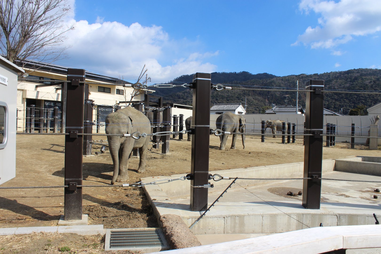 Elephant exhibit