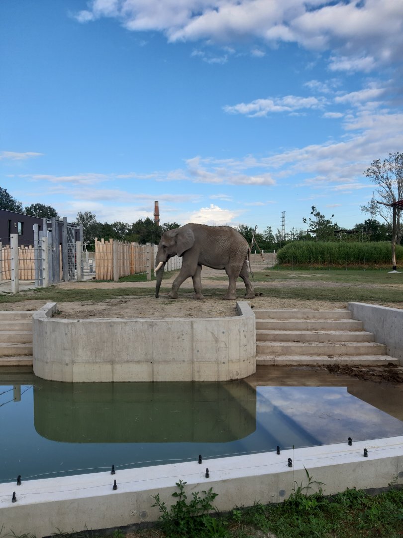 Elephant exhibit