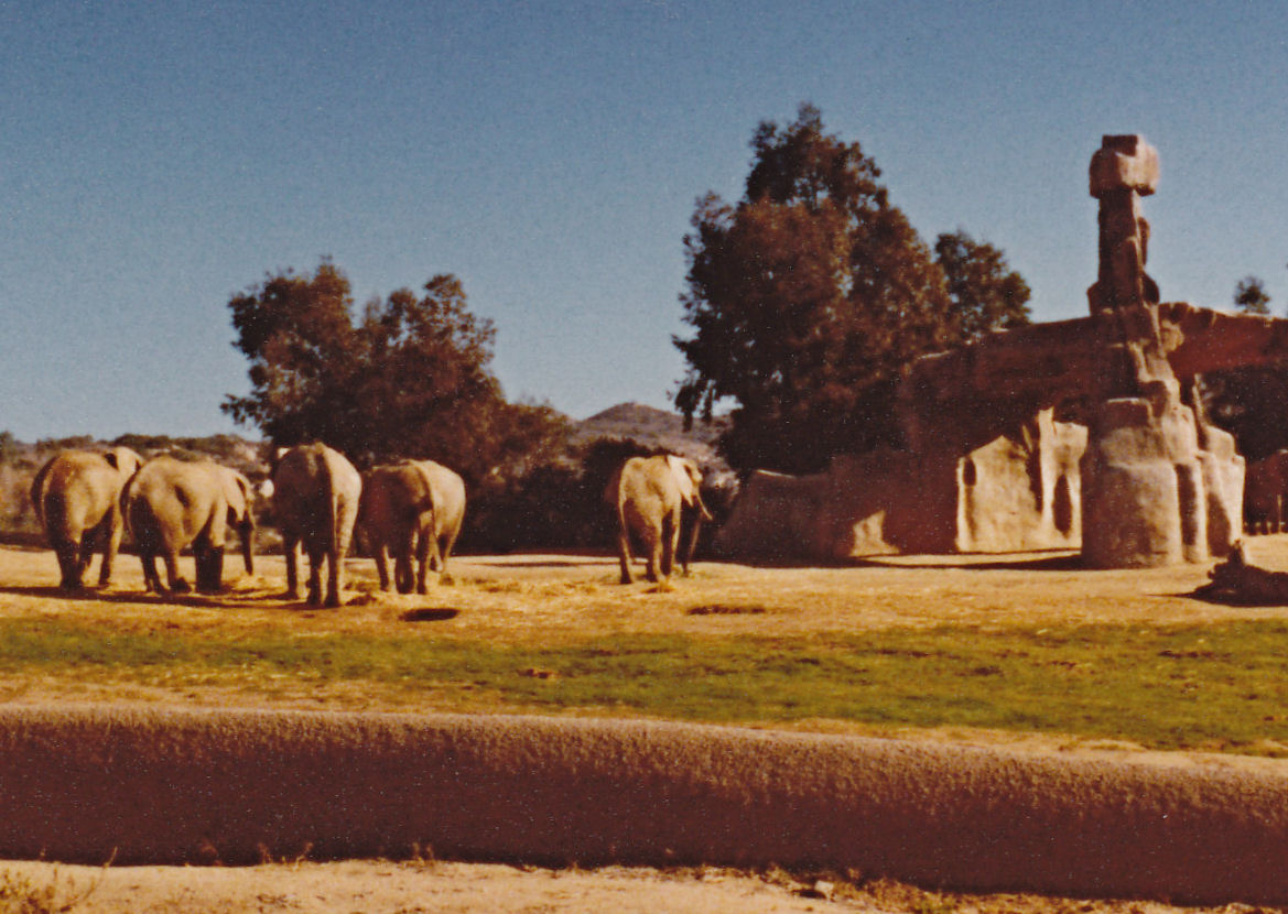 Elephant exhibit