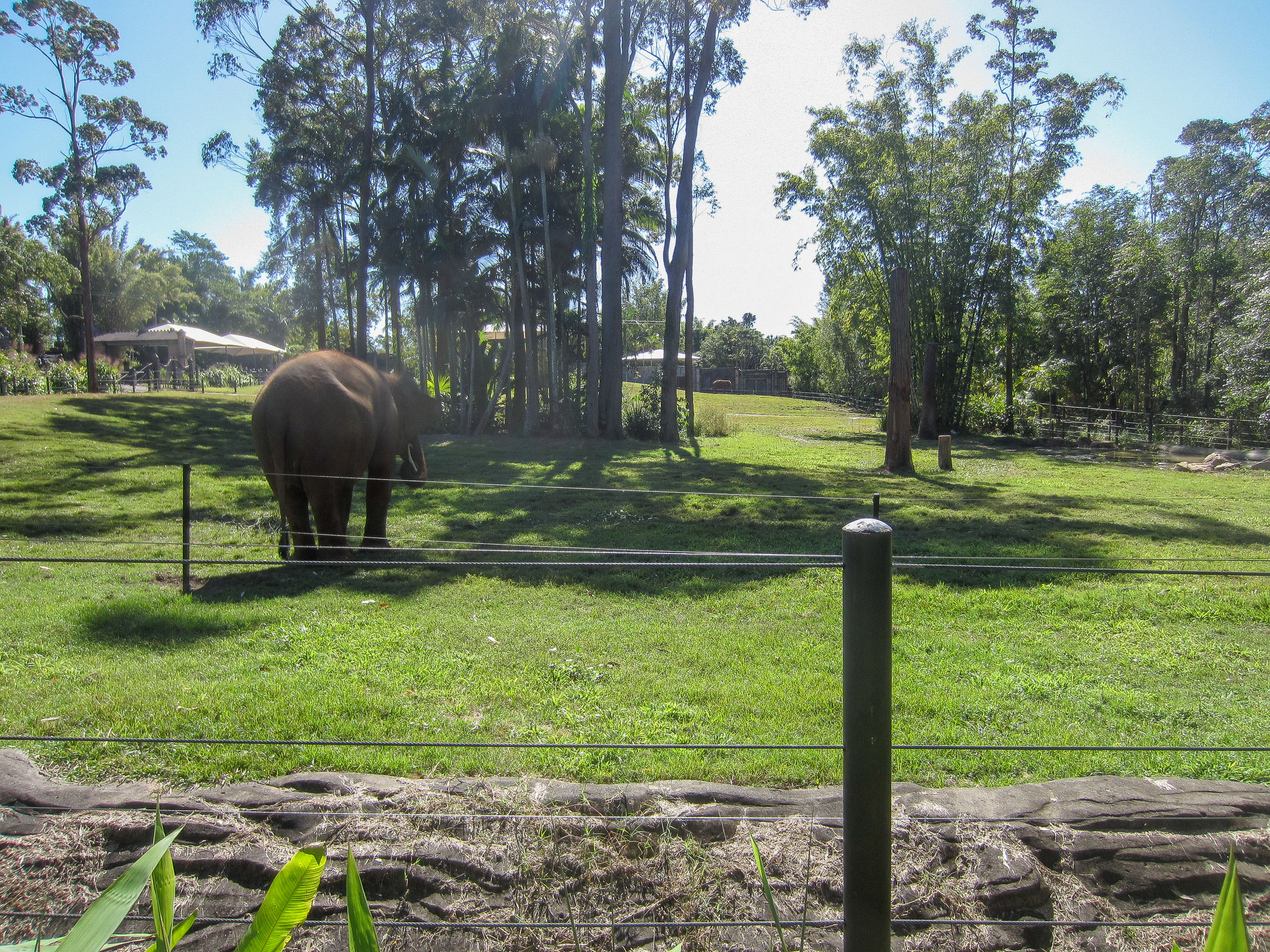 Elephant exhibit
