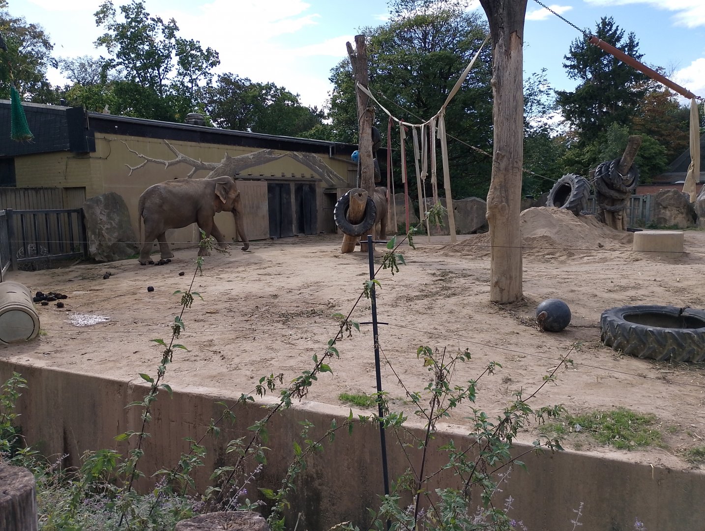 Elephant exhibit