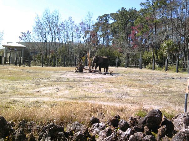 Elephant exhibit