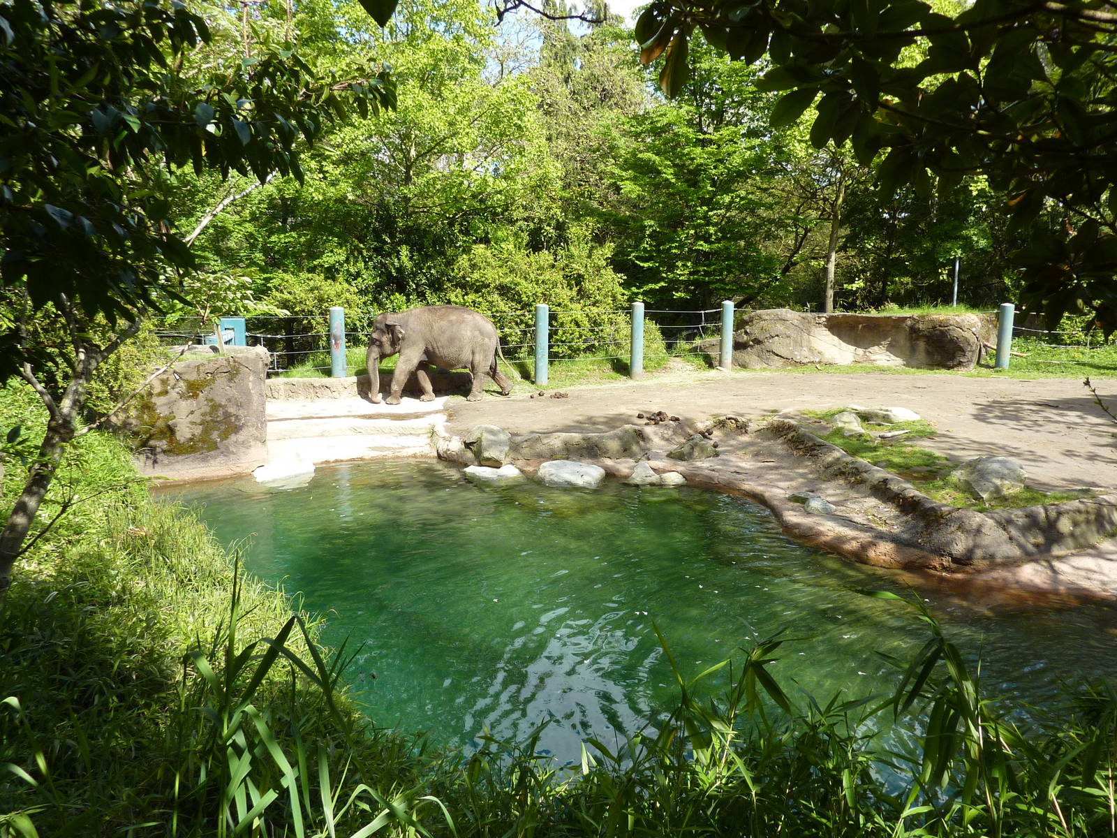 Elephant Exhibit