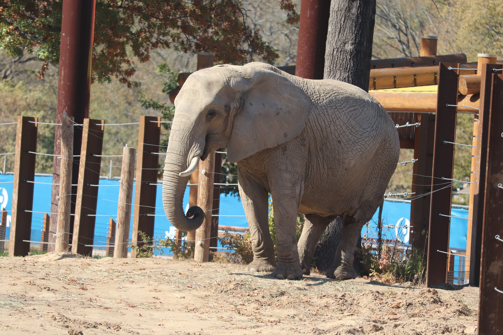 Elephant Expedition - African Bush Elephant