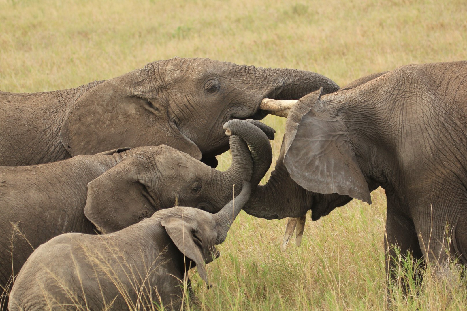 Elephant familiy - Serengeti (September 2018)