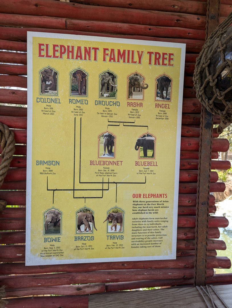 Elephant family tree