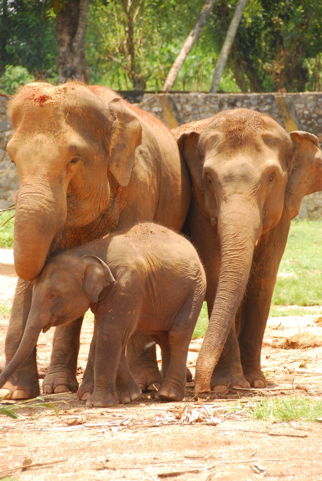 Elephant family