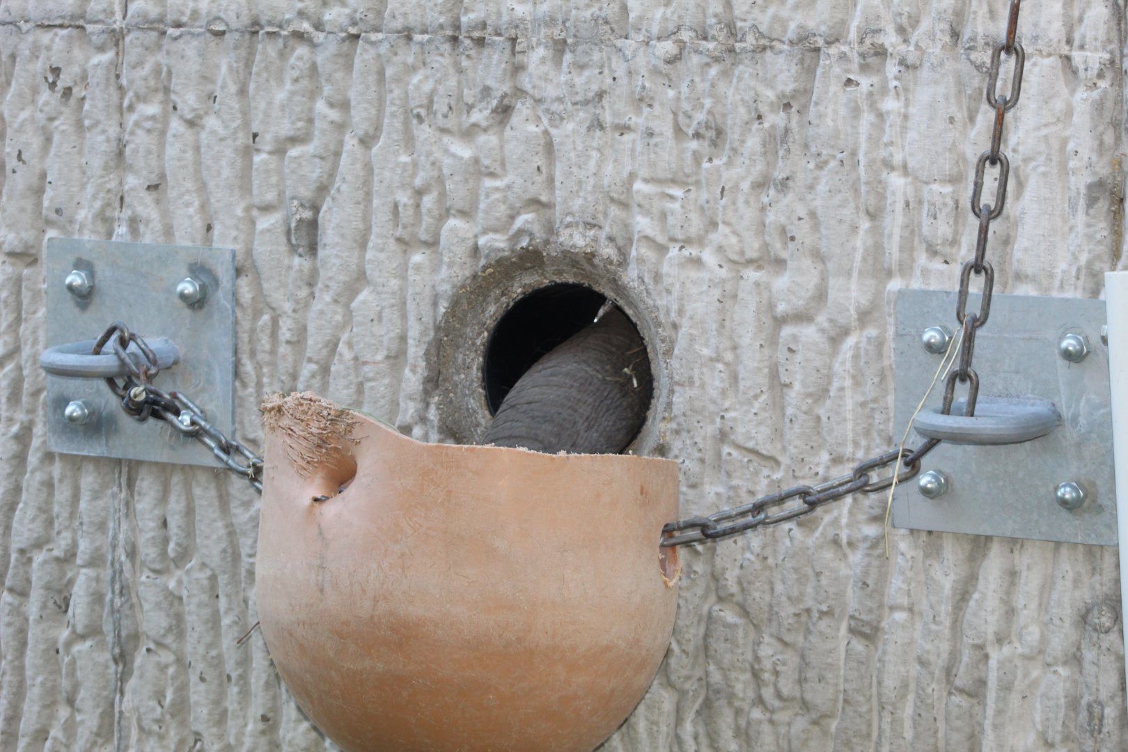 Elephant Feeder Wall