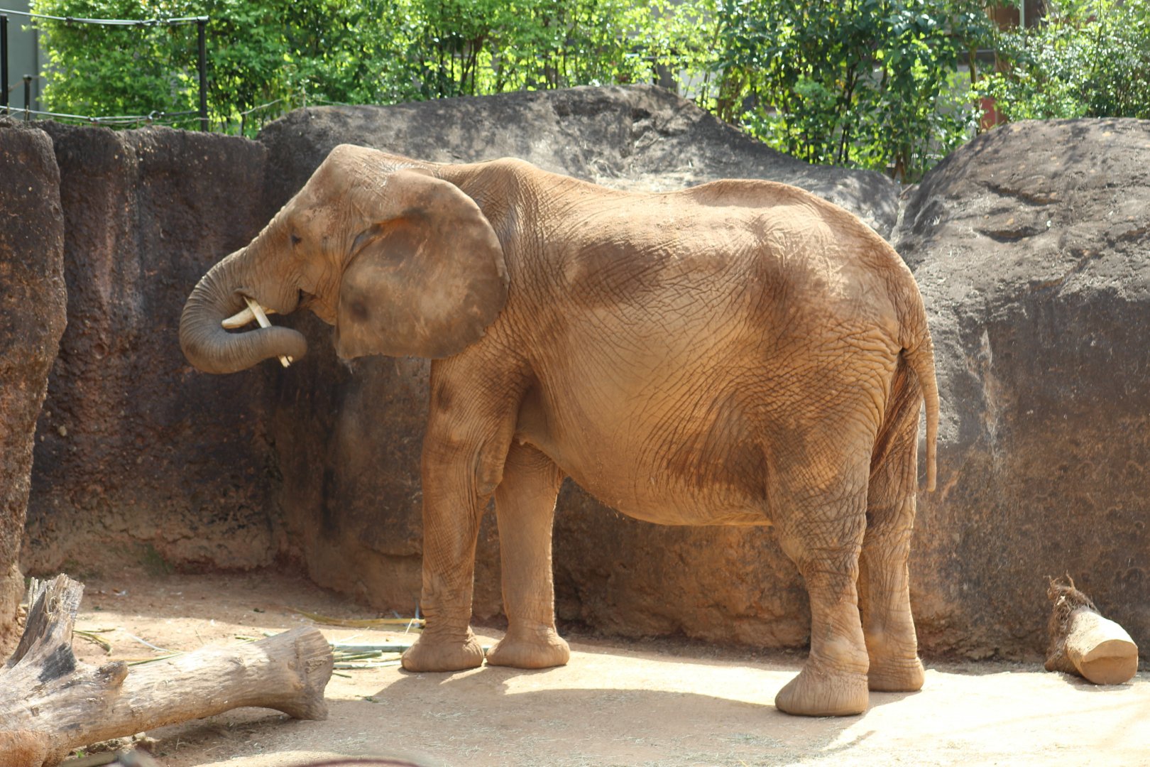 Elephant Feeding Behavior